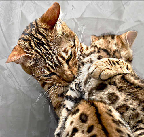 fotografo animali